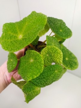 Бегония Microsperma стартер 1 07122020